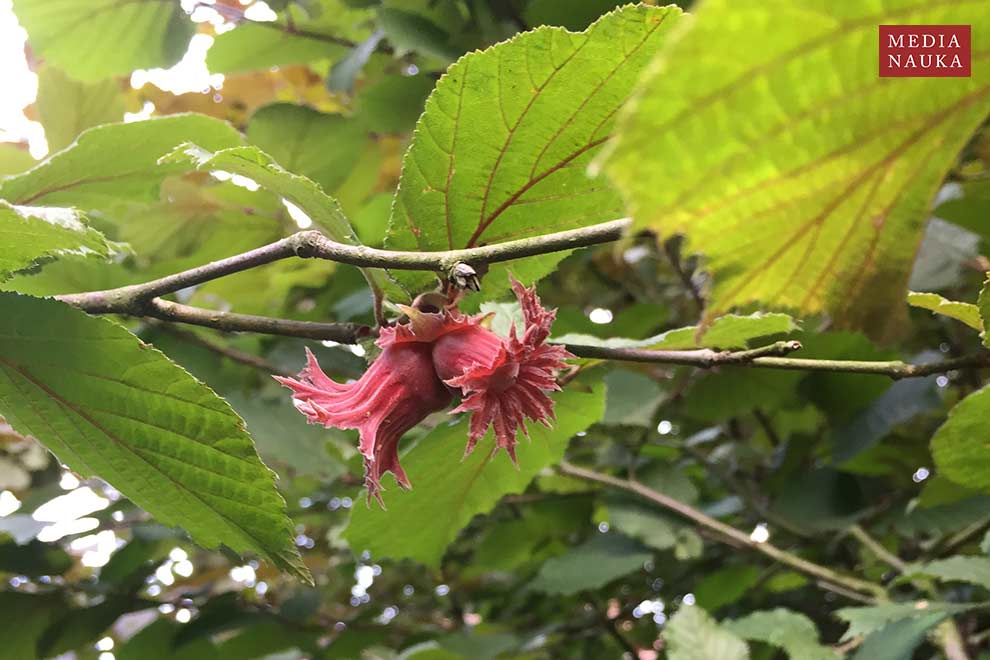 leszczyna Lamberta, leszczyna południowa (Corylus maxima)