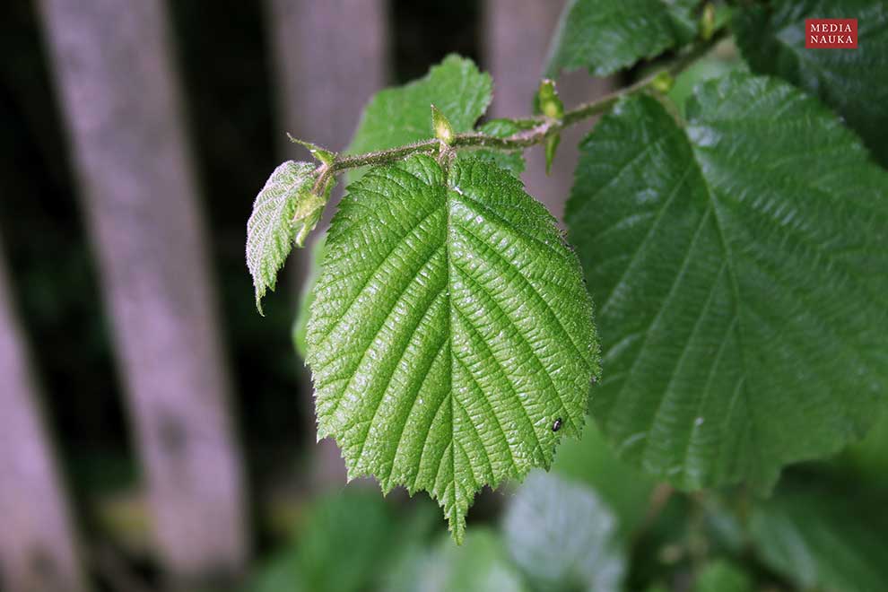 leszczyna pospolita, orzech laskowy (Corylus avellana)