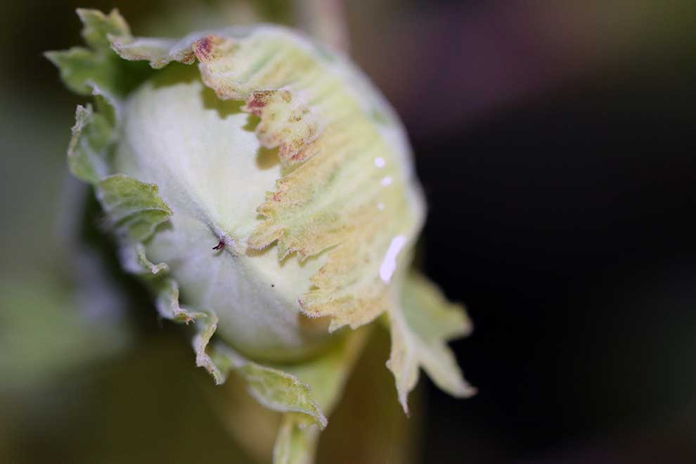 leszczyna pospolita, orzech laskowy (Corylus avellana)