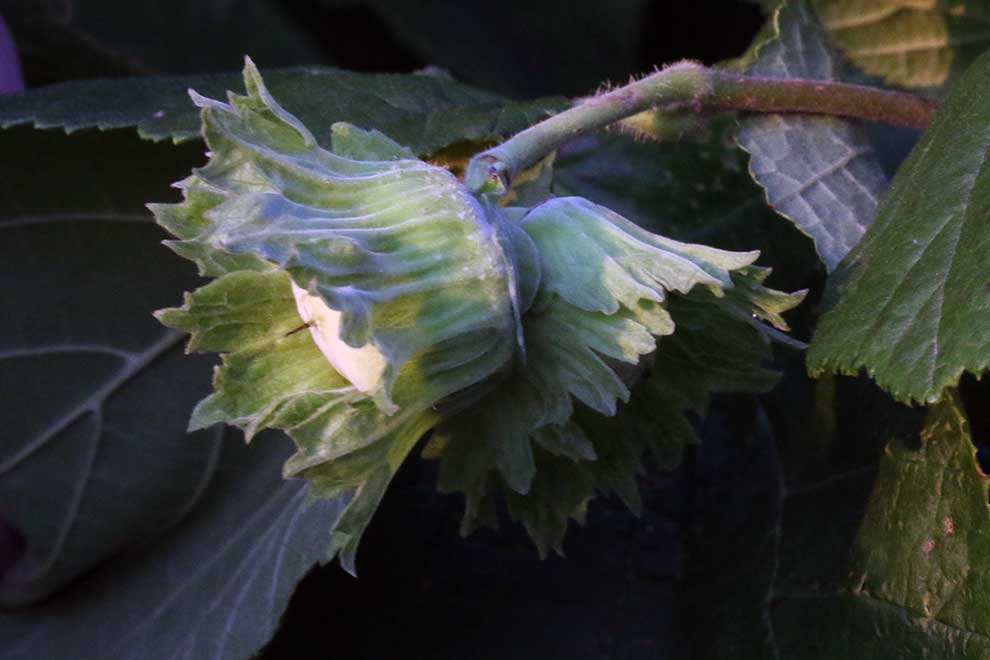 leszczyna pospolita, orzech laskowy (Corylus avellana)