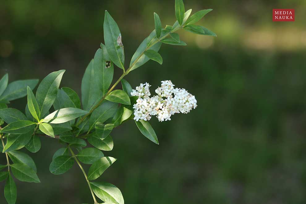ligustr pospolity (Ligustrum vulgare)