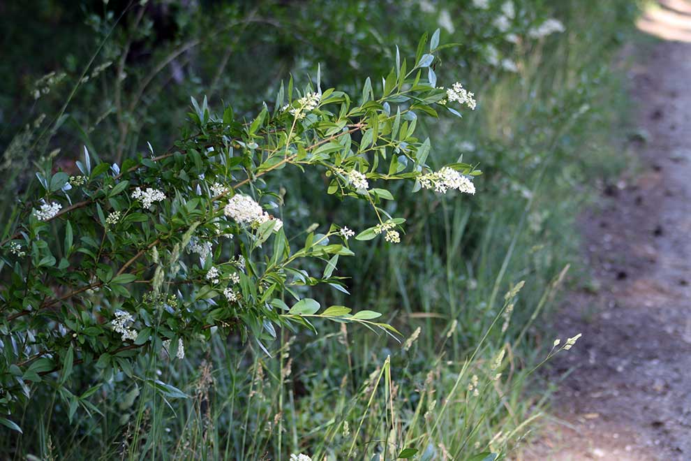 ligustr pospolity (Ligustrum vulgare)
