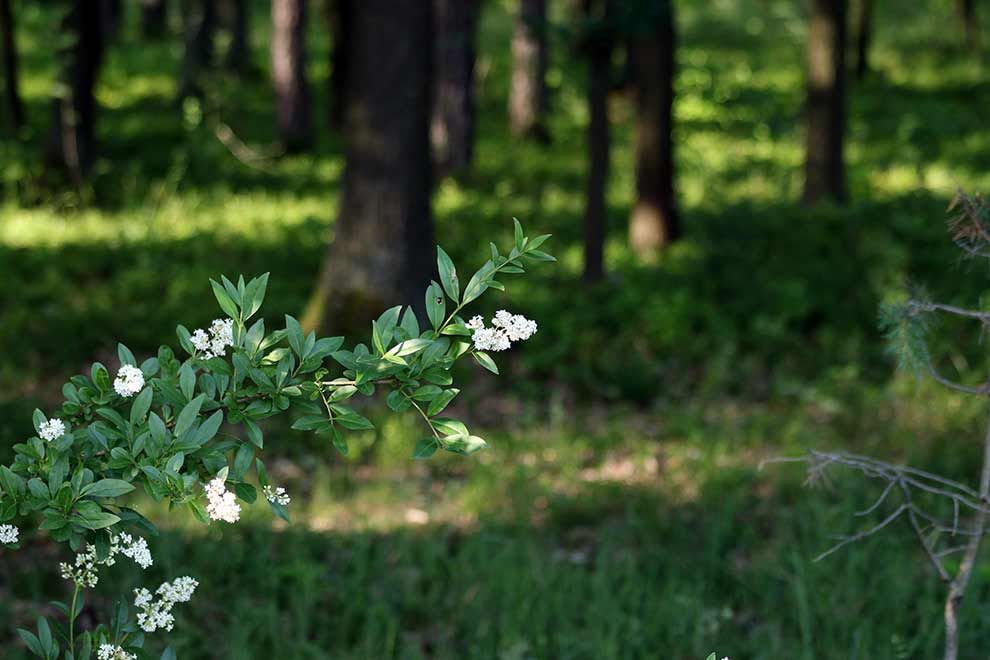 ligustr pospolity (Ligustrum vulgare)