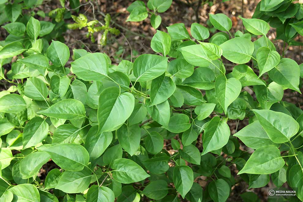 lilak pospolity (Syringa vulgaris)