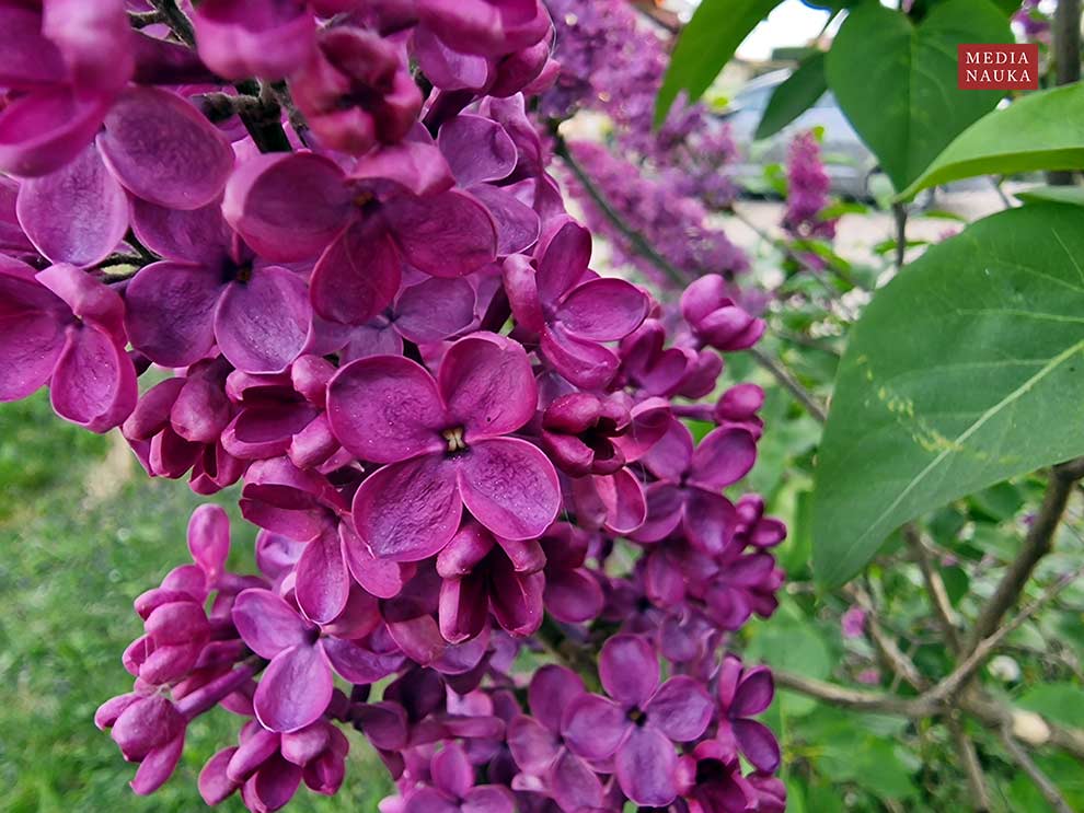lilak pospolity (Syringa vulgaris)