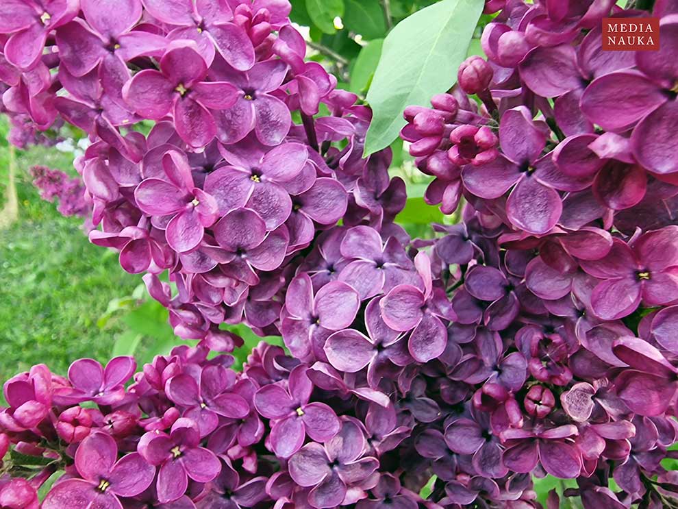 lilak pospolity (Syringa vulgaris)