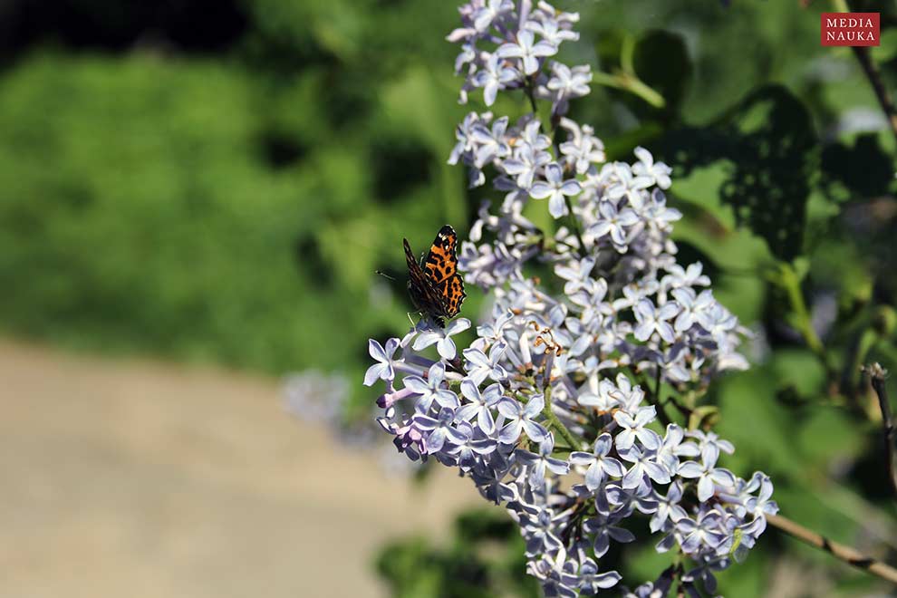 lilak pospolity (Syringa vulgaris)