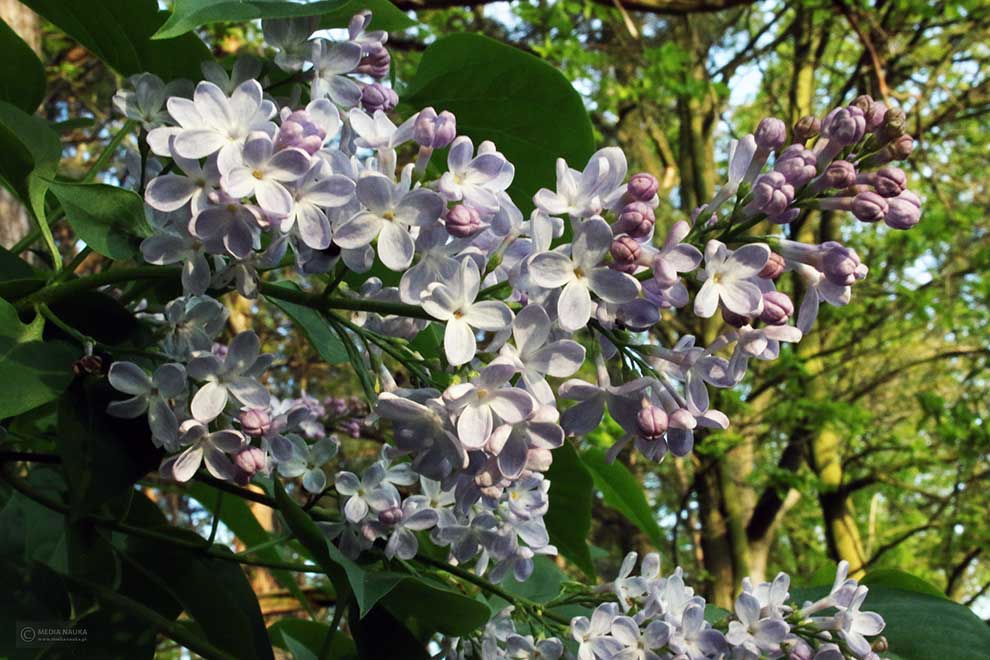 lilak pospolity (Syringa vulgaris)