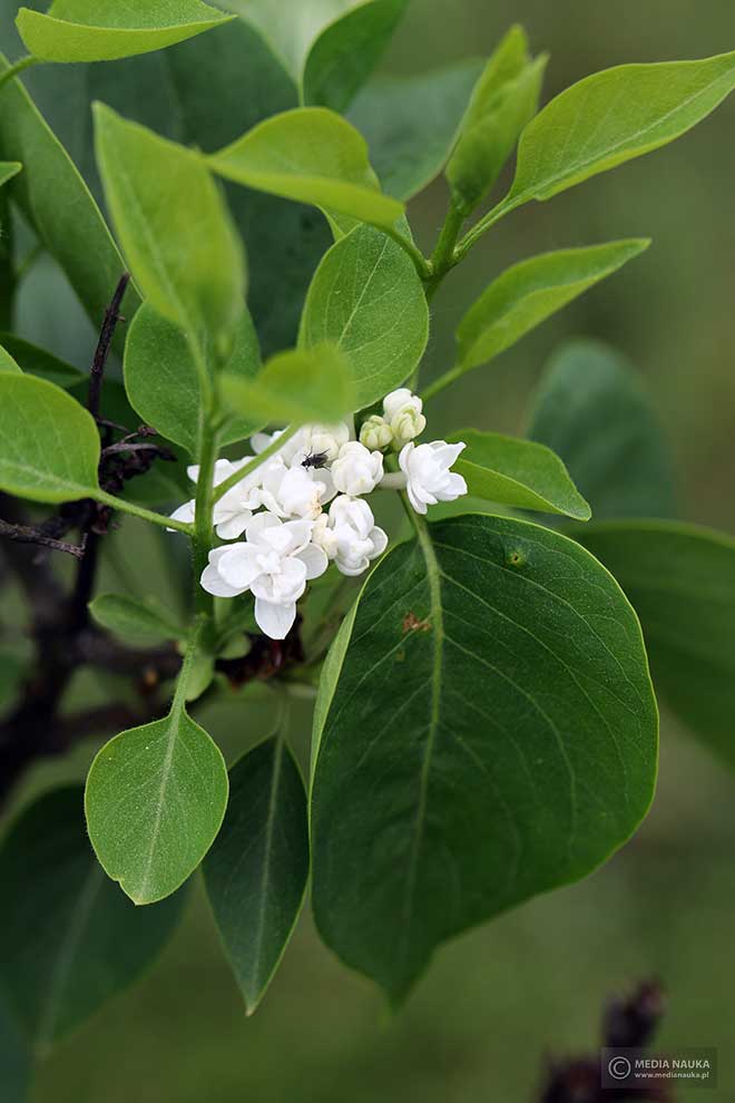 lilak pospolity (Syringa vulgaris)