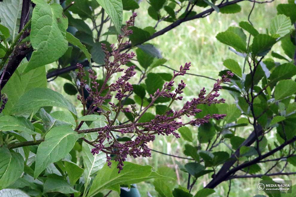 lilak pospolity (Syringa vulgaris)