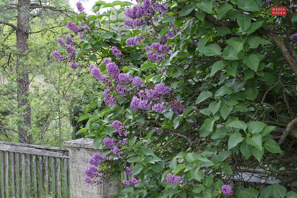 lilak pospolity (Syringa vulgaris)