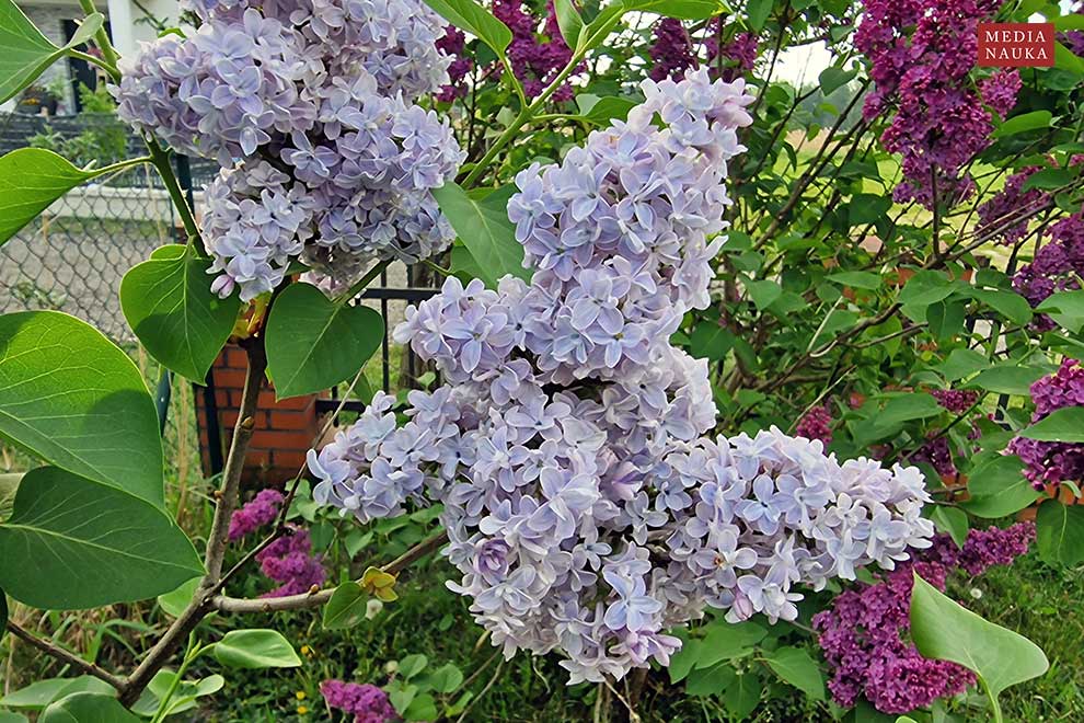 lilak pospolity (Syringa vulgaris)