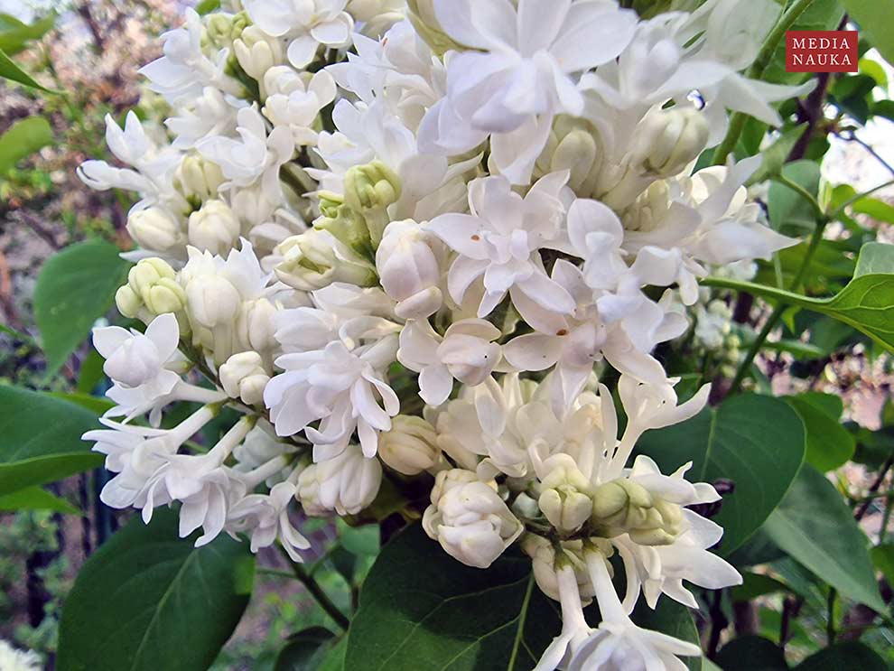 lilak pospolity (Syringa vulgaris)