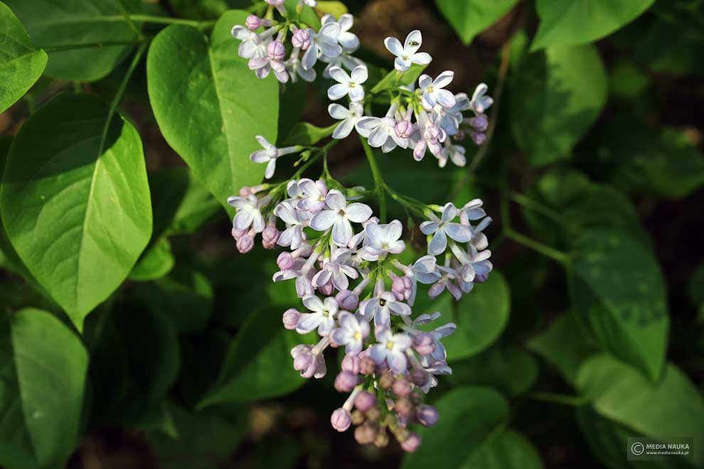 lilak pospolity (Syringa vulgaris)
