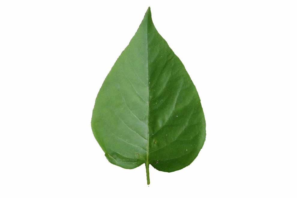 lilak pospolity (Syringa vulgaris)