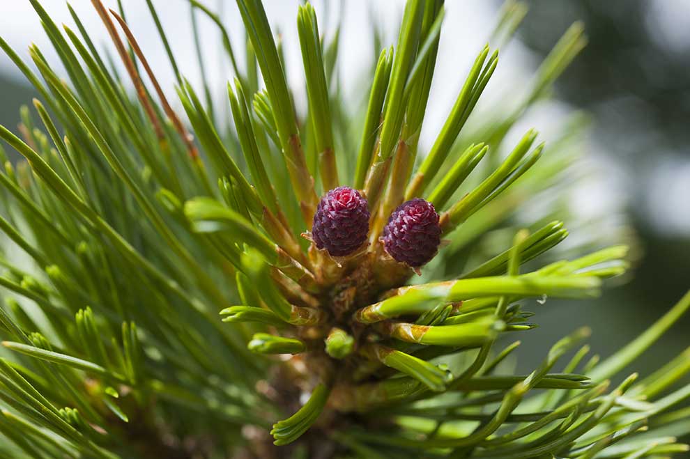 sosna limba (Pinus cembra)