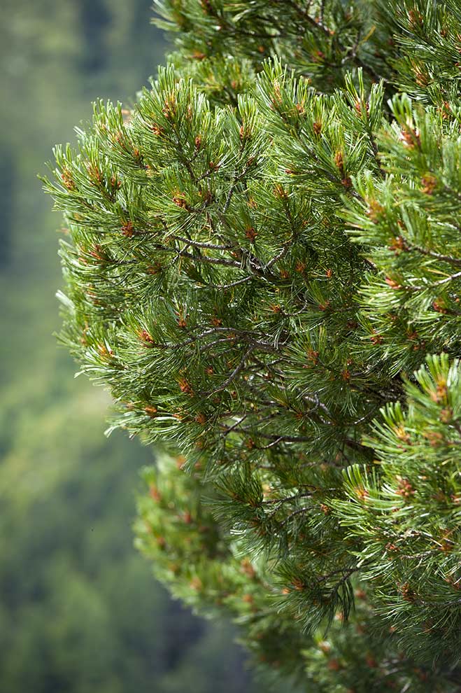 sosna limba (Pinus cembra)