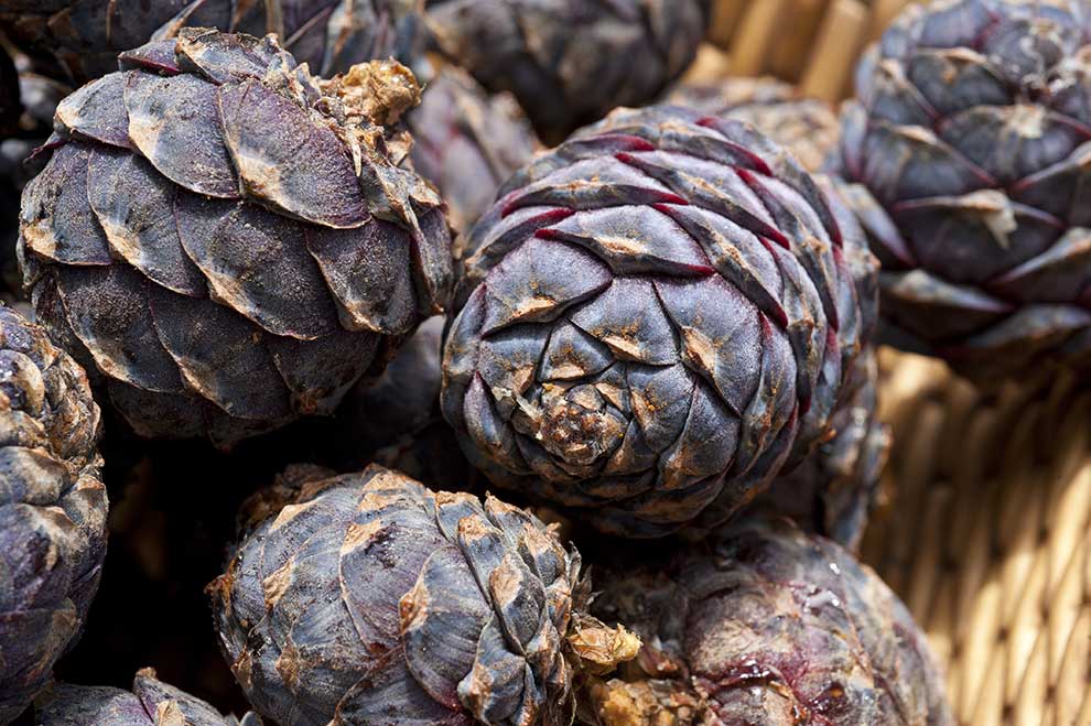 sosna limba (Pinus cembra)