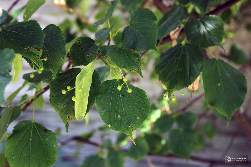 lipa drobnolistna (Tilia cordata)