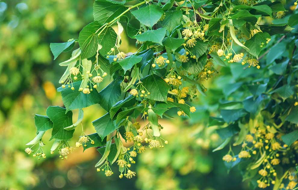 lipa drobnolistna (Tilia cordata)