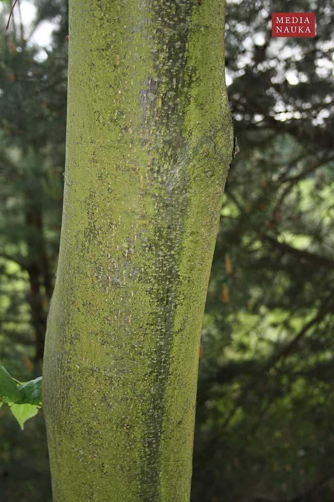 lipa drobnolistna (Tilia cordata)