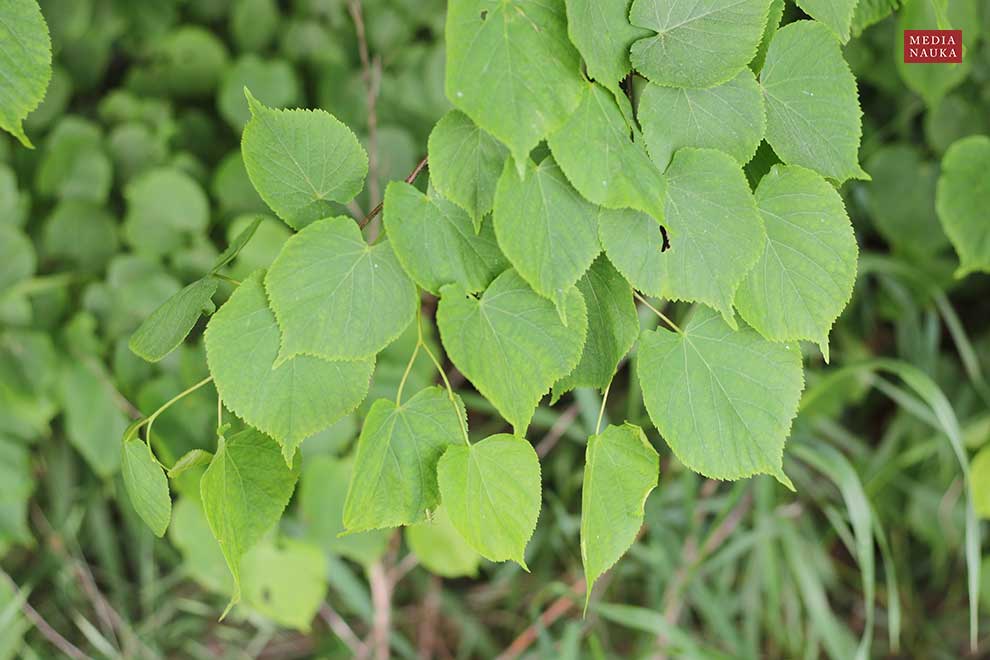 lipa drobnolistna (Tilia cordata)
