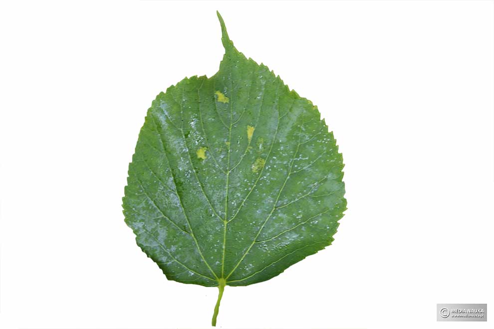 lipa drobnolistna (Tilia cordata)