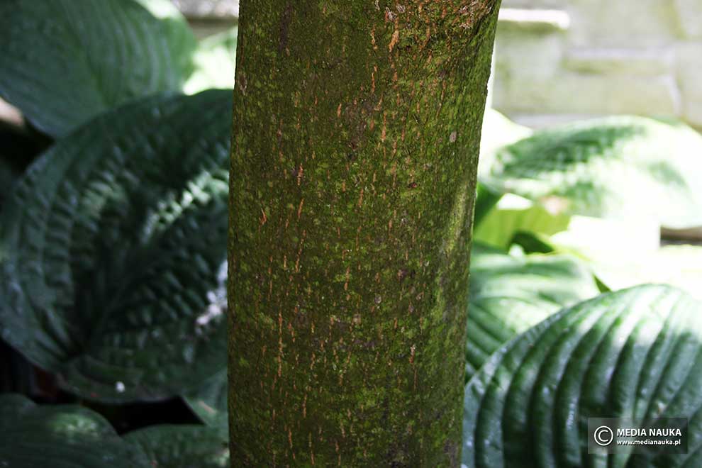 lipa drobnolistna (Tilia cordata)