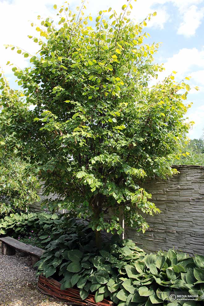 lipa drobnolistna (Tilia cordata)