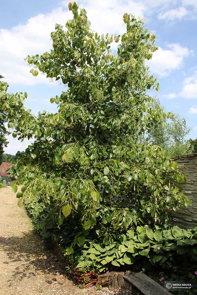 lipa Henry'ego (Tilia henryana)