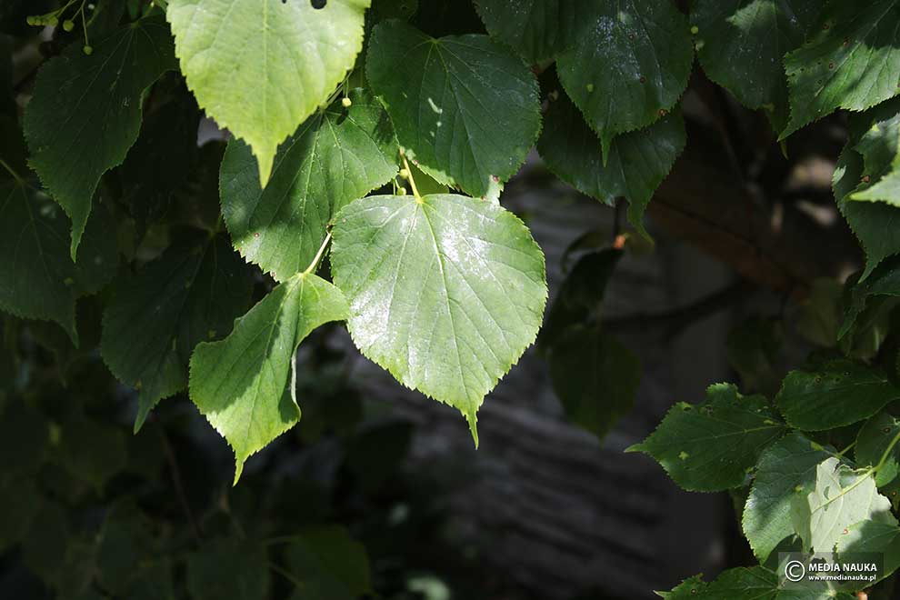 lipa holenderska (Tilia × europaea)