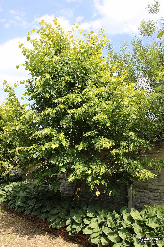 lipa holenderska (Tilia × europaea)