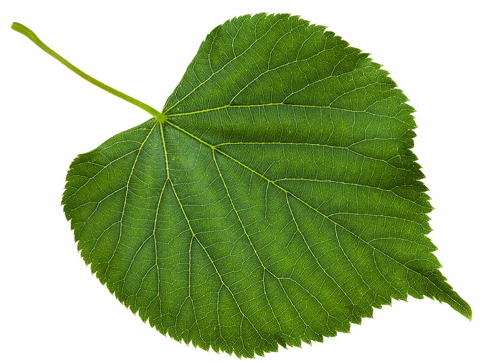 lipa szerokolistna, lipa wielkolistna (Tilia platyphyllos)