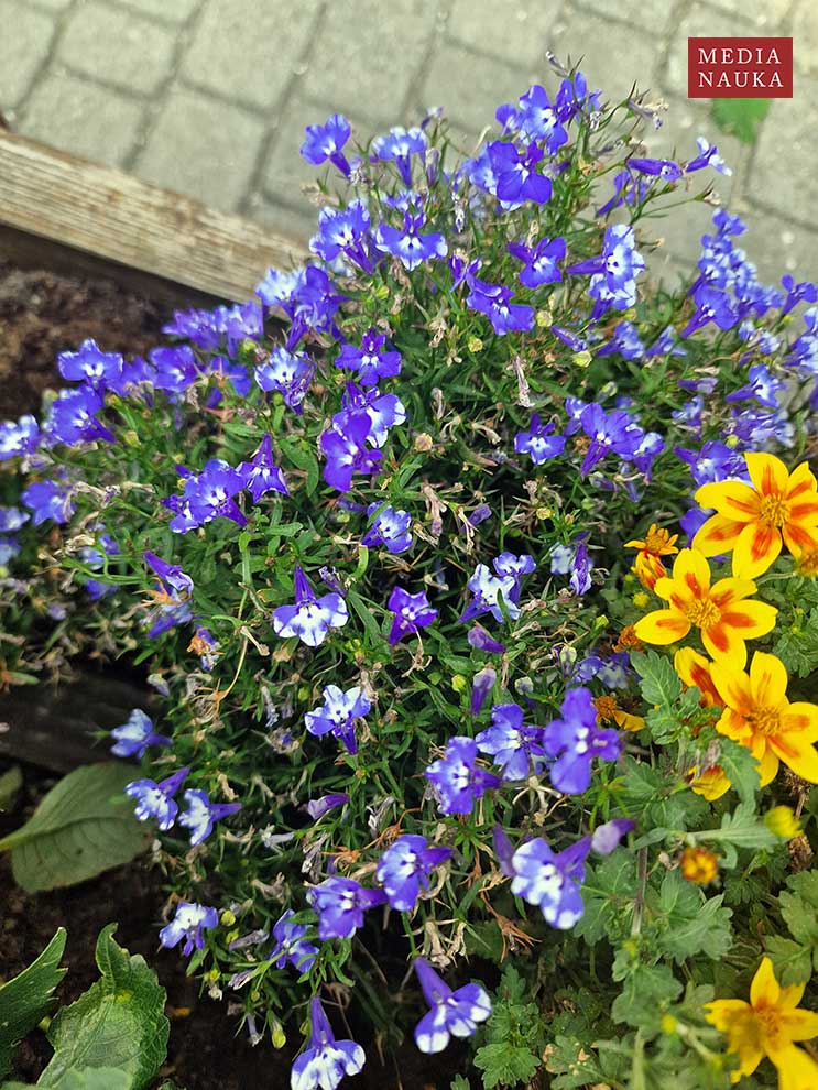 lobelia przylądkowa, stroiczka przylądkowa (Lobelia erinus)