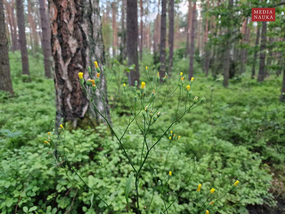 łoczyga pospolita (Lapsana communis)