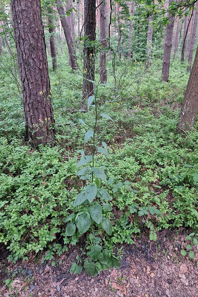 łoczyga pospolita (Lapsana communis)