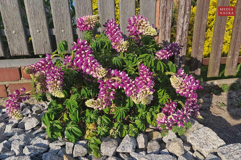 łubin trwały (Lupinus polyphyllus)