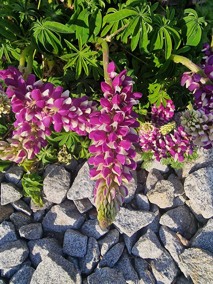 łubin trwały (Lupinus polyphyllus)