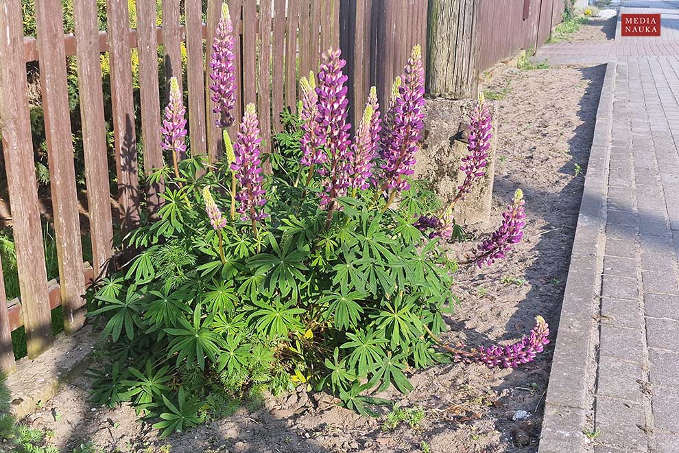 łubin trwały (Lupinus polyphyllus)