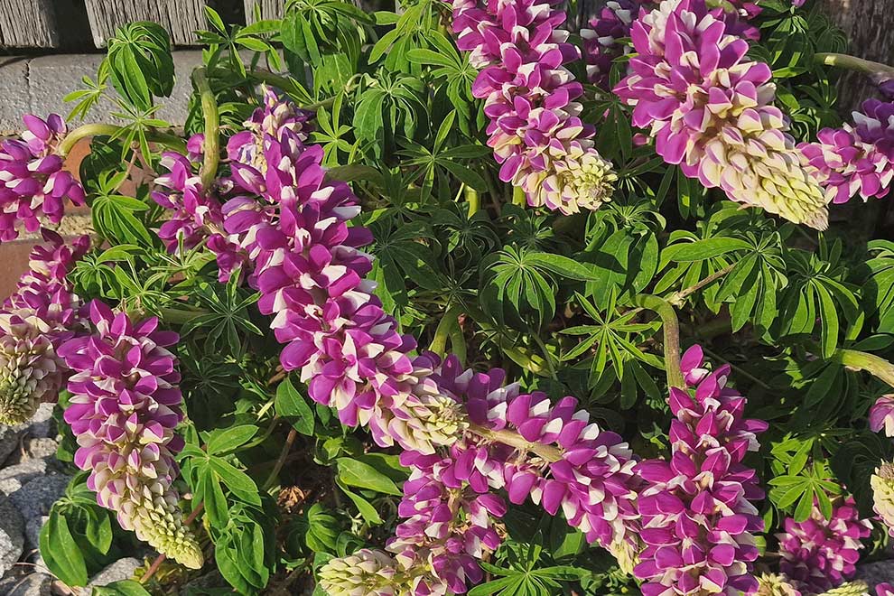 łubin trwały (Lupinus polyphyllus)