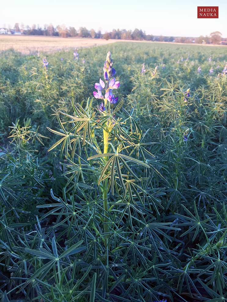 łubin wąskolistny (Lupinus angustifolius)