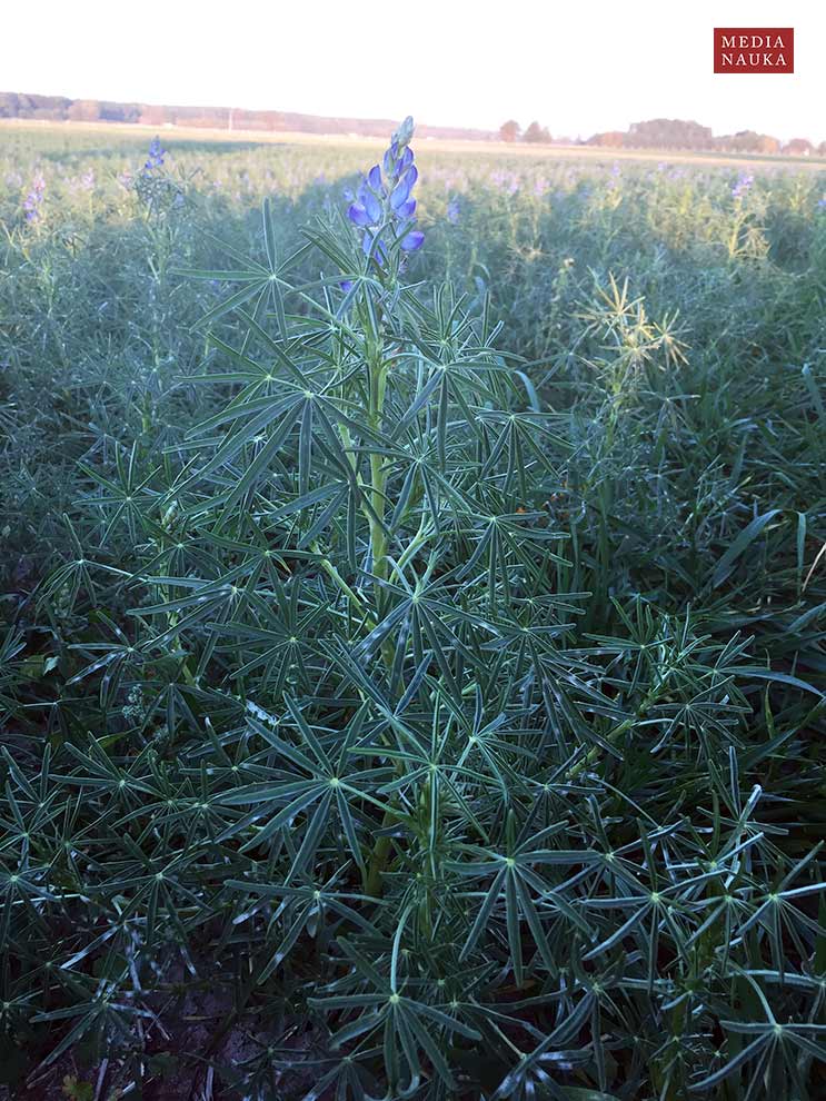 łubin wąskolistny (Lupinus angustifolius)