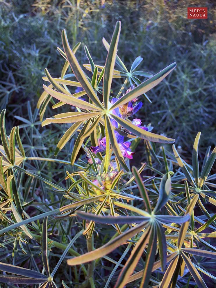 łubin wąskolistny (Lupinus angustifolius)