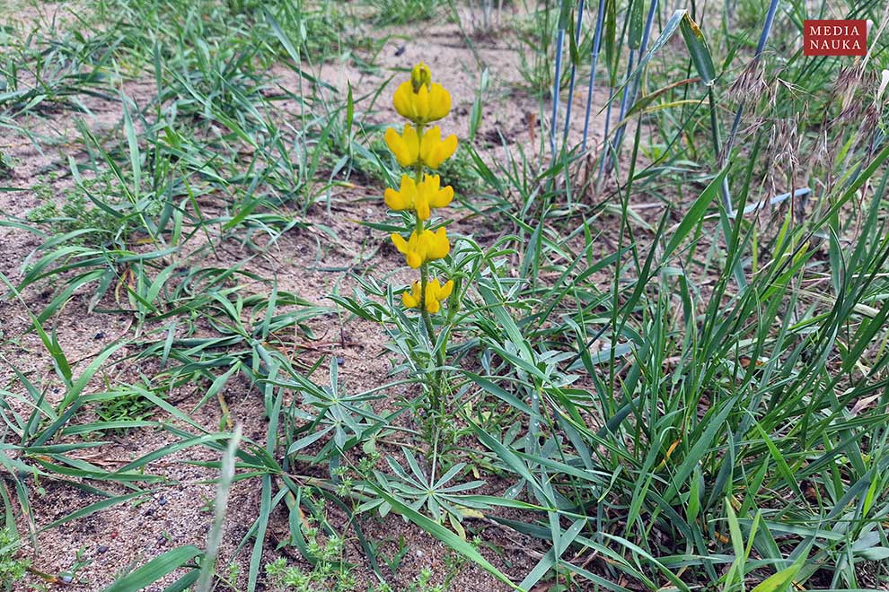 łubin żółty (Lupinus luteus)