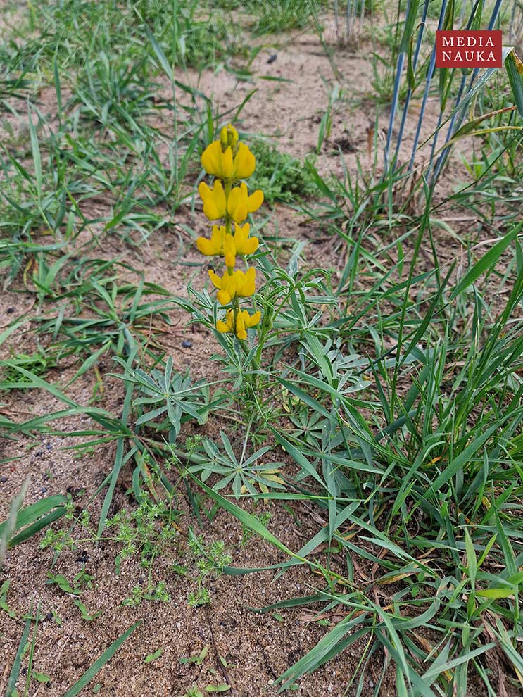 łubin żółty (Lupinus luteus)