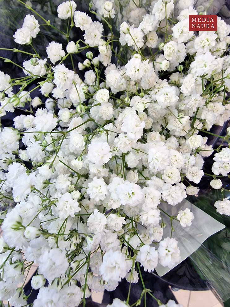 łyszczec wiechowaty, gipsówka wiechowata (Gypsophila paniculata)