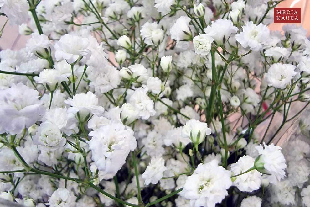łyszczec wiechowaty, gipsówka wiechowata (Gypsophila paniculata)