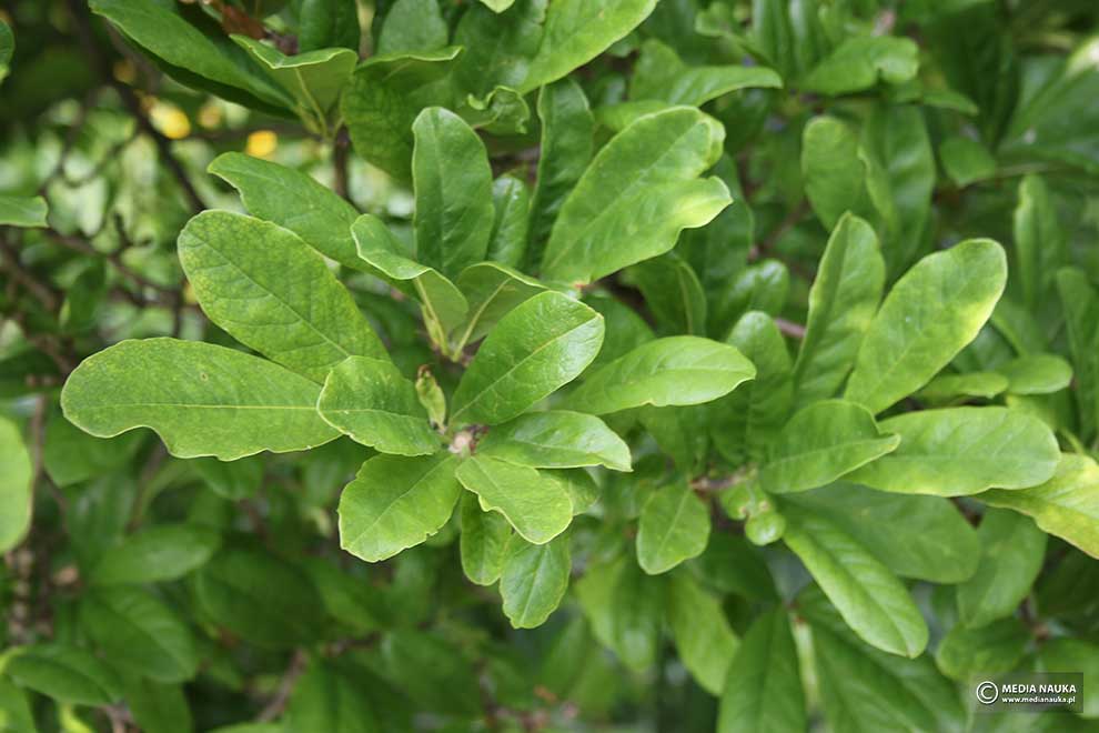 magnolia gwiaździsta (Magnolia stellata)
