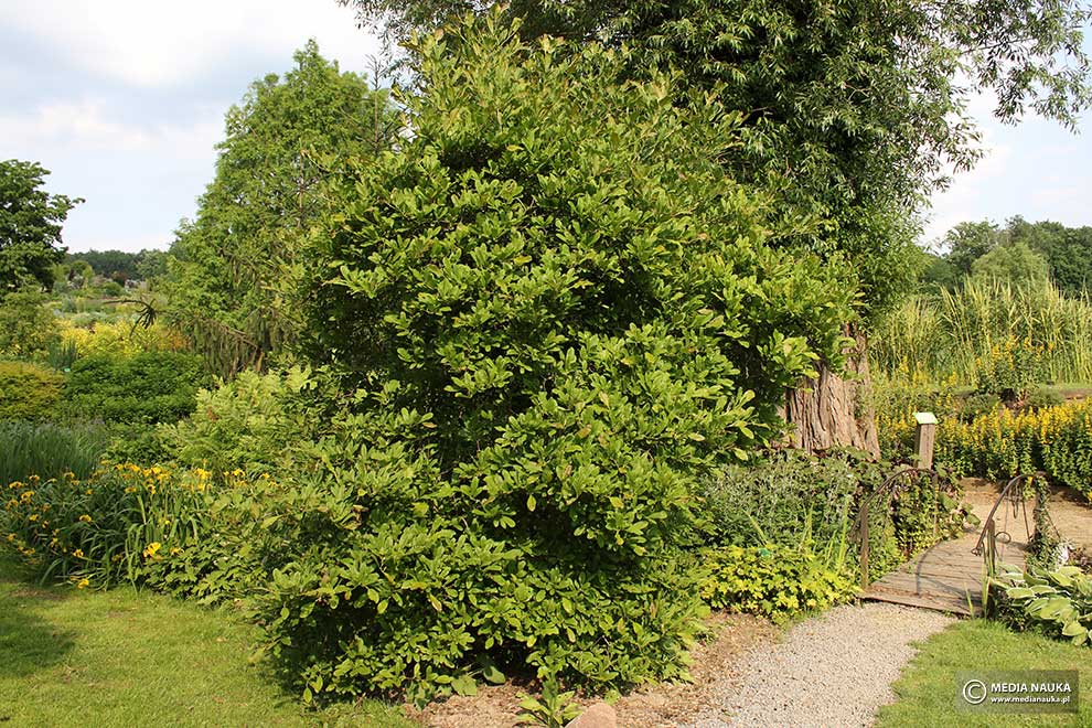 magnolia gwiaździsta (Magnolia stellata)