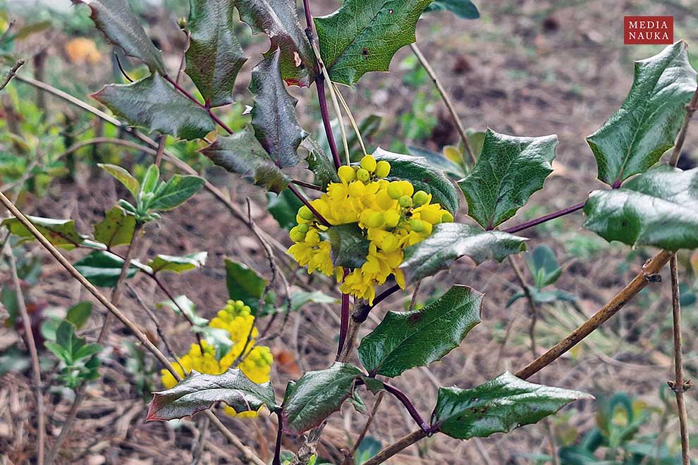 mahonia pospolita (Mahonia aquifolium)